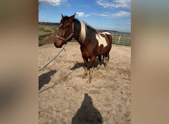 Paint Horse, Castrone, 2 Anni, 150 cm, Tobiano-tutti i colori
