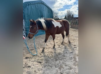Paint Horse, Castrone, 2 Anni, 150 cm, Tobiano-tutti i colori