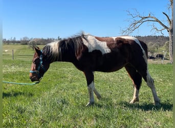 Paint Horse, Castrone, 2 Anni, 150 cm, Tobiano-tutti i colori