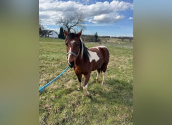 Paint Horse, Castrone, 2 Anni, 150 cm, Tobiano-tutti i colori