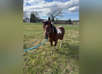 Paint Horse, Castrone, 2 Anni, 150 cm, Tobiano-tutti i colori