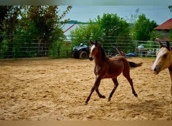 Paint Horse, Castrone, 2 Anni, 152 cm, Baio