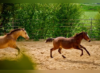 Paint Horse, Castrone, 2 Anni, 152 cm, Baio
