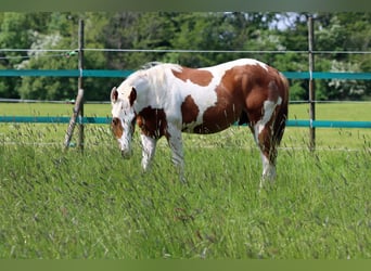 Paint Horse, Castrone, 2 Anni, 152 cm, Tovero-tutti i colori