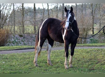Paint Horse, Castrone, 2 Anni, 153 cm, Tobiano-tutti i colori