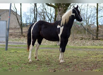 Paint Horse, Castrone, 2 Anni, 153 cm, Tobiano-tutti i colori