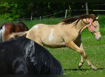 Paint Horse, Castrone, 2 Anni, 156 cm, Champagne