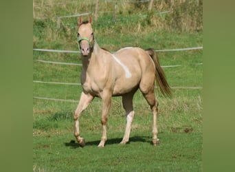 Paint Horse, Castrone, 2 Anni, 156 cm, Champagne