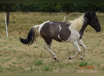 Paint Horse, Castrone, 3 Anni, 143 cm, Grullo