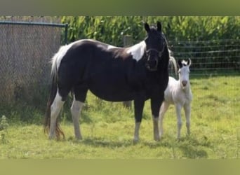 Paint Horse, Castrone, 3 Anni, 145 cm, Tobiano-tutti i colori