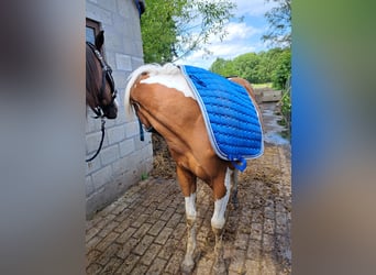 Paint Horse, Castrone, 3 Anni, 150 cm, Overo-tutti i colori