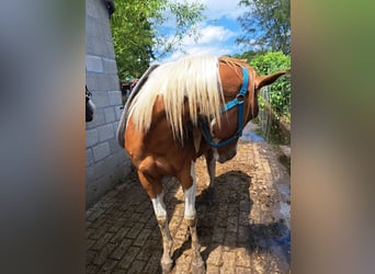 Paint Horse, Castrone, 3 Anni, 150 cm, Overo-tutti i colori