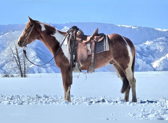 Paint Horse, Castrone, 3 Anni, 150 cm, Tobiano-tutti i colori