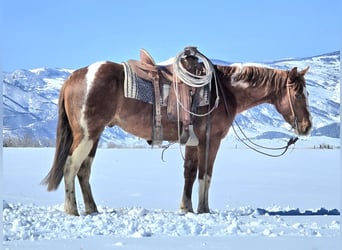 Paint Horse, Castrone, 3 Anni, 150 cm, Tobiano-tutti i colori
