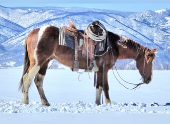 Paint Horse, Castrone, 3 Anni, 150 cm, Tobiano-tutti i colori