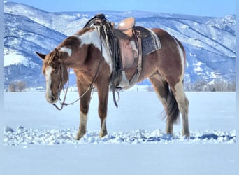 Paint Horse, Castrone, 3 Anni, 150 cm, Tobiano-tutti i colori