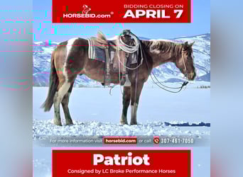 Paint Horse, Castrone, 3 Anni, 150 cm, Tobiano-tutti i colori