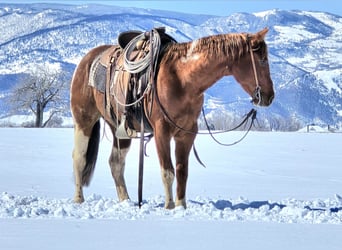 Paint Horse, Castrone, 3 Anni, 150 cm, Tobiano-tutti i colori