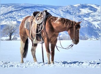 Paint Horse, Castrone, 3 Anni, 150 cm, Tobiano-tutti i colori
