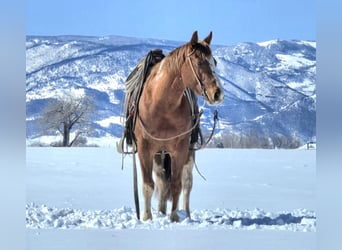 Paint Horse, Castrone, 3 Anni, 150 cm, Tobiano-tutti i colori
