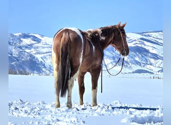Paint Horse, Castrone, 3 Anni, 150 cm, Tobiano-tutti i colori