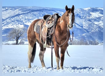 Paint Horse, Castrone, 3 Anni, 150 cm, Tobiano-tutti i colori