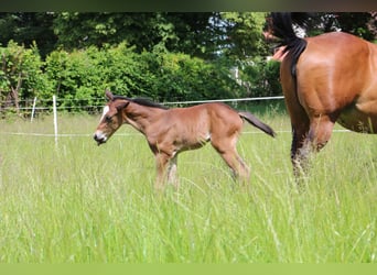 Paint Horse, Castrone, 3 Anni, 152 cm, Baio