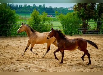 Paint Horse, Castrone, 3 Anni, 152 cm, Baio