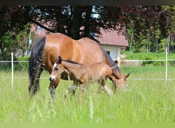Paint Horse, Castrone, 3 Anni, 152 cm, Baio