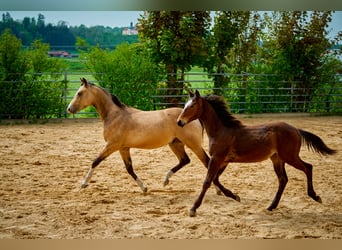 Paint Horse, Castrone, 3 Anni, 152 cm, Baio