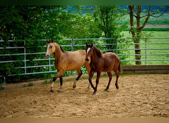 Paint Horse, Castrone, 3 Anni, 152 cm, Baio