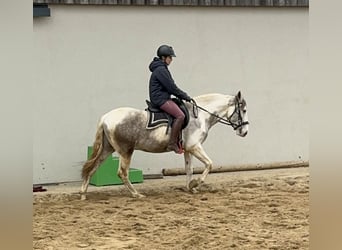 Paint Horse Mix, Castrone, 3 Anni, 153 cm, Pezzato