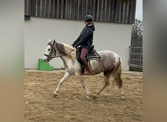 Paint Horse Mix, Castrone, 3 Anni, 153 cm, Pezzato