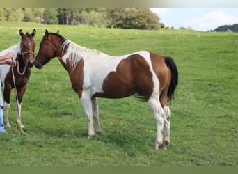 Paint Horse, Castrone, 3 Anni, 155 cm, Pezzato
