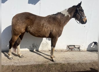 Paint Horse, Castrone, 3 Anni, Pelle di daino