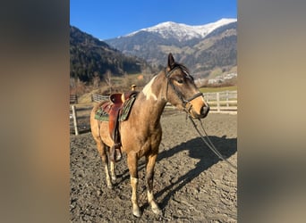 Paint Horse, Castrone, 3 Anni, Pelle di daino