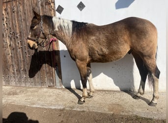 Paint Horse, Castrone, 3 Anni, Pelle di daino