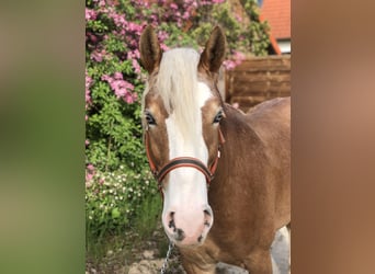 Paint Horse, Castrone, 4 Anni, 147 cm, Cremello