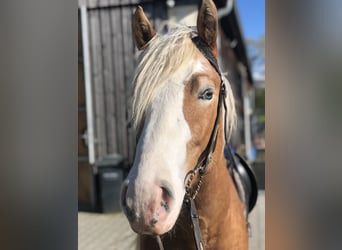 Paint Horse, Castrone, 4 Anni, 147 cm, Cremello