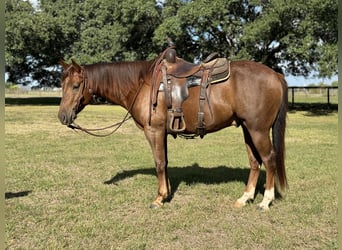 Paint Horse, Castrone, 4 Anni, 152 cm, Sauro scuro