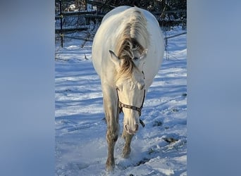 Paint Horse, Castrone, 4 Anni, 153 cm, Champagne