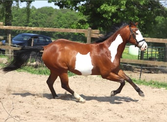 Paint Horse, Castrone, 4 Anni, 153 cm, Overo-tutti i colori