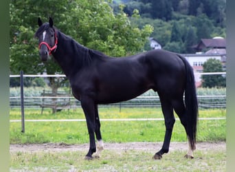 Paint Horse, Castrone, 4 Anni, 155 cm, Morello