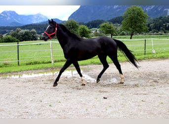 Paint Horse, Castrone, 4 Anni, 155 cm, Morello