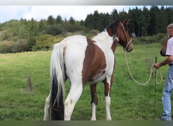Paint Horse Mix, Castrone, 4 Anni, 156 cm, Pezzato