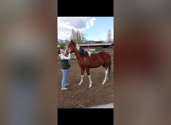 Paint Horse, Castrone, 4 Anni, 158 cm, Pezzato