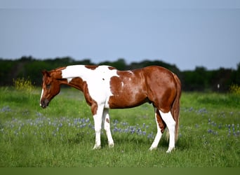 Paint Horse, Castrone, 4 Anni, Pezzato