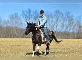 Paint Horse, Castrone, 5 Anni, 142 cm, Tobiano-tutti i colori