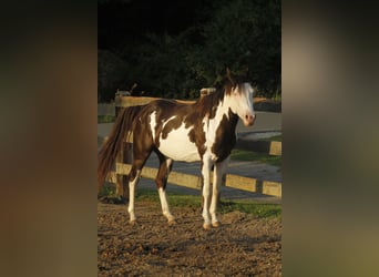 Paint Horse, Castrone, 5 Anni, 145 cm, Overo-tutti i colori