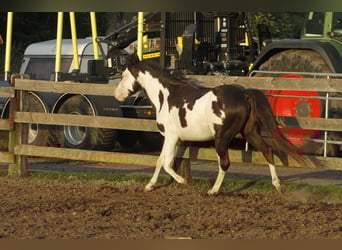 Paint Horse, Castrone, 5 Anni, 145 cm, Overo-tutti i colori